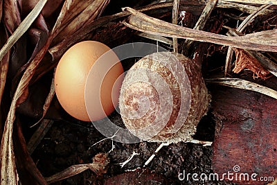 Full-grown bamboo mushrooms compared with egg-size 0 Stock Photo