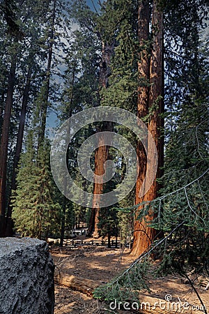 Full grown Giant Sequoia Trees on the Sherman Trail in Sequoia National Park, California Stock Photo