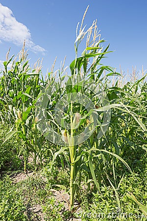 Full grown maize plants Stock Photo