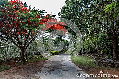 Full grown red colored tree on a road to hill station,Salem, Yercaud, tamilnadu, India, April 29 2017 Stock Photo