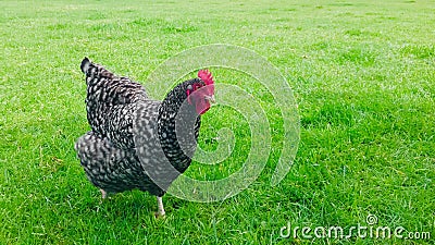 A full grown rooster. Plymouth Rock Chicken. Stock Photo