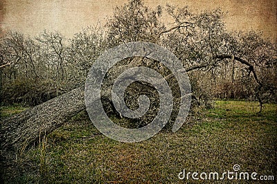 Full Grown Southern Live Oak Tree That Has Fallen Stock Photo