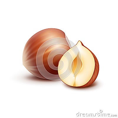 Full and Half Peeled Unpeeled Realistic Hazelnuts Close up Vector Illustration