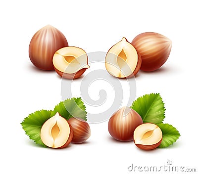 Full and Half Peeled Unpeeled Realistic Hazelnuts with Leaves Isolated Vector Illustration