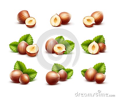 Full and Half Peeled Unpeeled Realistic Hazelnuts with Leaves Vector Illustration