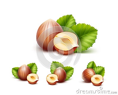 Full and Half Peeled Unpeeled Realistic Hazelnuts with Leaves Vector Illustration