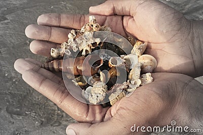 Full hand of different kinds of dead sea snail`s shell with a blurry sand background Stock Photo