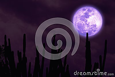 Full harvest purple moon and silhouette cactus tree in the desert on night sky Stock Photo