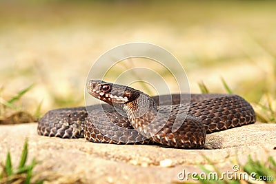 Full length common viper basking Stock Photo