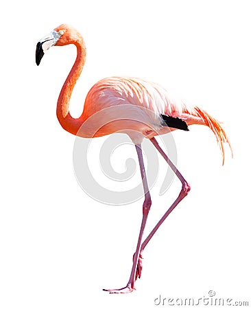 Full Length of Flamingo over white Stock Photo