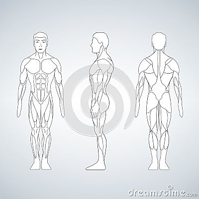 Full length muscle body, front, back view of a standing man Cartoon Illustration