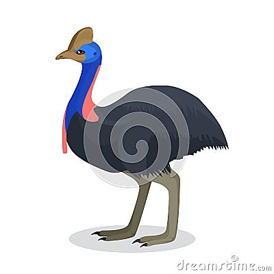 Full length portrait of australian black ostrich isolated on white Vector Illustration