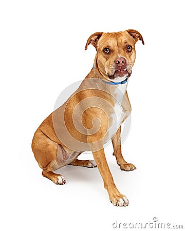 Cute calm brown pet dog with underbite isolated Stock Photo