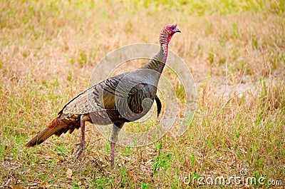 Full length of a wild Florida Osceola turkey Stock Photo