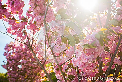 Full magnolia tree in bloom on sunset Stock Photo