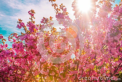 Full magnolia tree in bloom on sunset Stock Photo