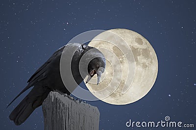 Full moon crow Stock Photo