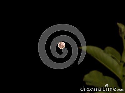 Full Moon through guava leaves Stock Photo