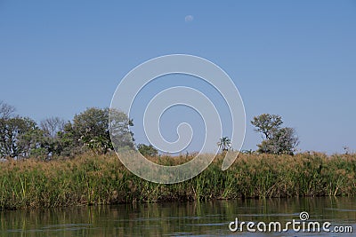 Full Moon Shining above the Papyrus Plants Stock Photo