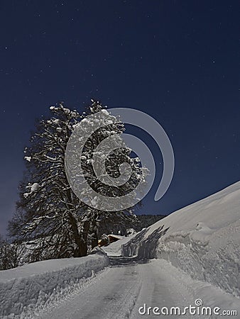 Full moon winter night fairytale, a tree coverd with snow a the side of the road Stock Photo