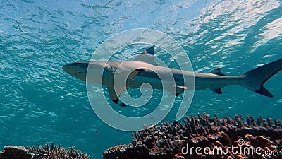 Full profile view of a Blacktip Reef Shark Stock Photo