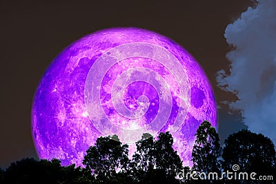 Full purple moon over silhouette tree on the forest Stock Photo