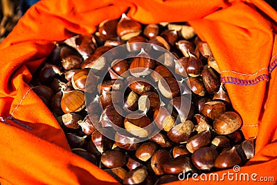 Full rucksack of ripe chestnuts Stock Photo