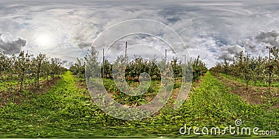 Full seamless spherical hdri panorama 360 degrees angle view on Apple orchard in equirectangular projection. VR AR content Stock Photo