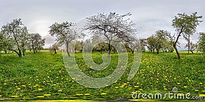 Full seamless spherical panorama 360 degrees angle view in blooming apple garden orchard with dandelions in equirectangular Stock Photo