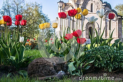 A lazy grey cat, relaxing in a flower bed between bright blooming tulips. Stock Photo