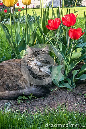 A lazy grey cat, relaxing in a flower bed between bright blooming tulips. Stock Photo