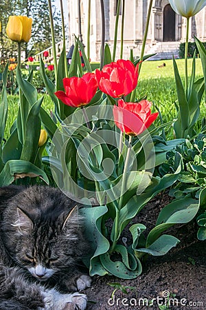 A lazy grey cat, relaxing in a flower bed between bright blooming tulips. Stock Photo