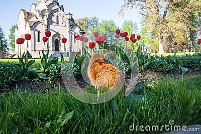 A lazy red cat, relaxing in a flower bed between bright blooming tulips. Stock Photo