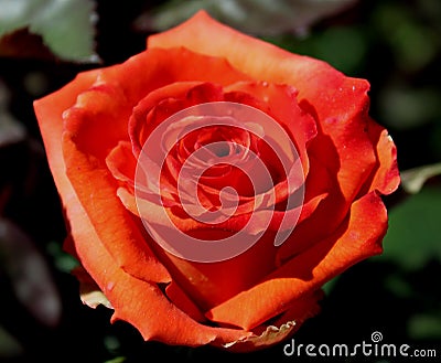 Full Single Orange Rose Flower in Garden Stock Photo