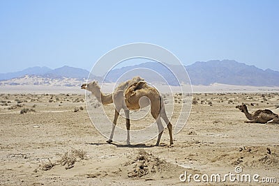 Full size camel profile walking on dry sand in desert Stock Photo