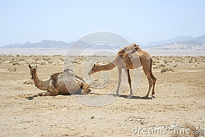 Full size camel profile walking on dry sand in desert Stock Photo