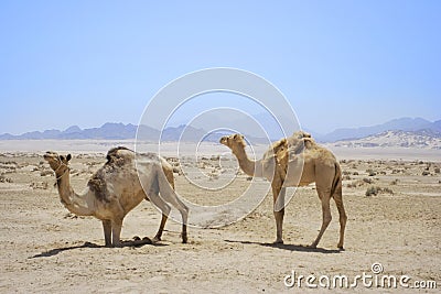 Full size camel profile walking on dry sand in desert Stock Photo