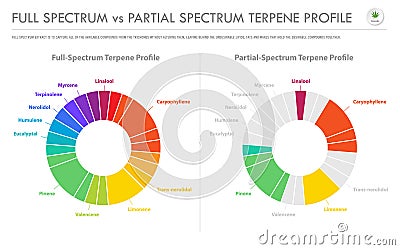 Full Spectrum vs Partial Spectrum Terpene Profile horizontal business infographic Vector Illustration