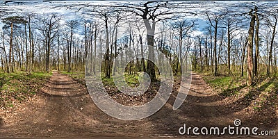 Full spherical hdri panorama 360 degrees angle view on gravel pedestrian footpath and bicycle lane path in pinery forest near huge Stock Photo