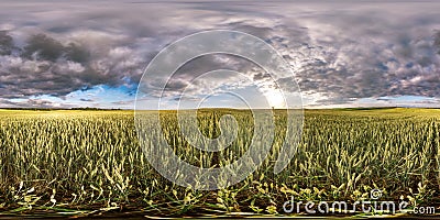 Full spherical seamless hdri panorama 360 degrees angle view among rye and wheat fields in summer evening sunset with awesome Stock Photo