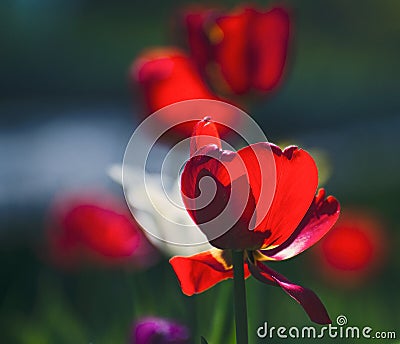 Red Tulip full of sun Stock Photo