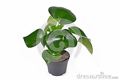 Full tropical `Peperomia Polybotrya` houseplant with thick heart shaped leaves in flower pot on white background Stock Photo