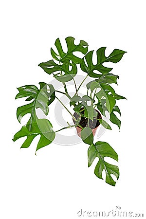 Full tropical `Rhaphidophora Tetrasperma`, a trendy exotic houseplant with small leaves with windows Stock Photo