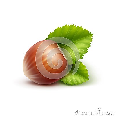 Full Unpeeled Hazelnut with Leaves Close up on White Background Vector Illustration