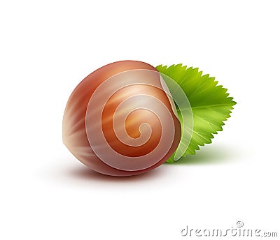 Full Unpeeled Hazelnut with Leaves Isolated Vector Illustration