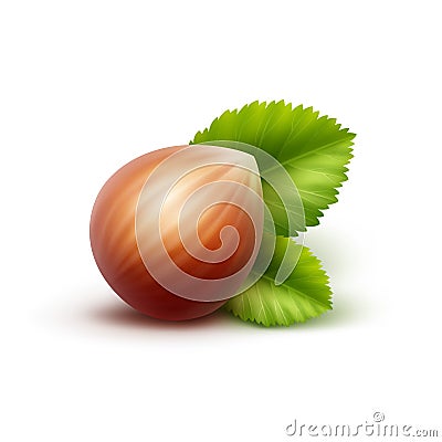 Full Unpeeled Hazelnut with Leaves on White Background Vector Illustration