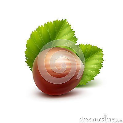 Full Unpeeled Realistic Hazelnut on Background Vector Illustration