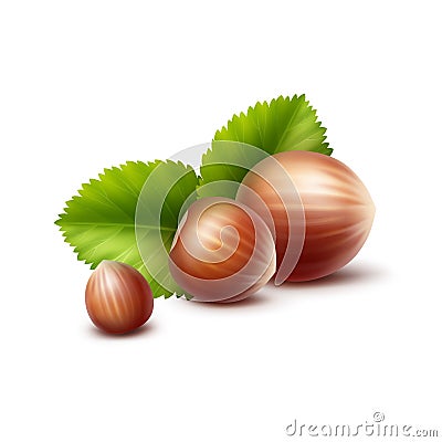 Full Unpeeled Realistic Hazelnuts with Leaves Close up Isolated on White Background Vector Illustration