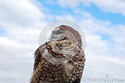 Full Upper Torso of Mexican Spotted Owl Stock Photo