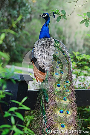 A full view of a gorgeous peacock with colorful fathers. Stock Photo